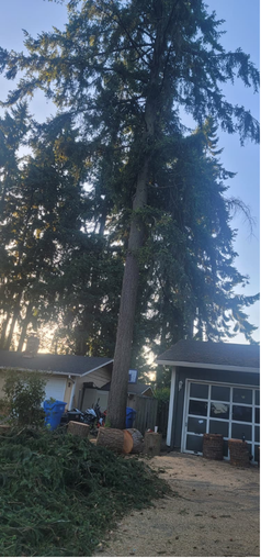 Tree Felling & Cutting