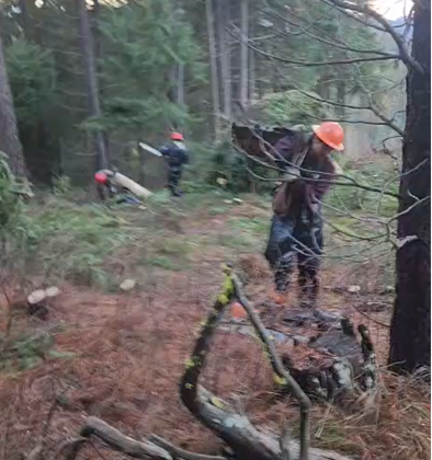 Tree Cutting & Removal